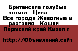 Британские голубые котята › Цена ­ 5 000 - Все города Животные и растения » Кошки   . Пермский край,Кизел г.